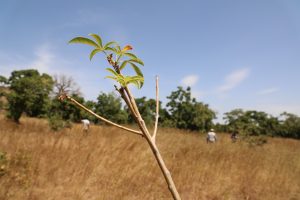 CRES Team Inspects Performance of Transplanted Tree Seedlings in Kanania Community