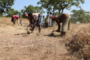 Kanania Community Constructs Fire Belt to Protect Transplanted Baobab Tress